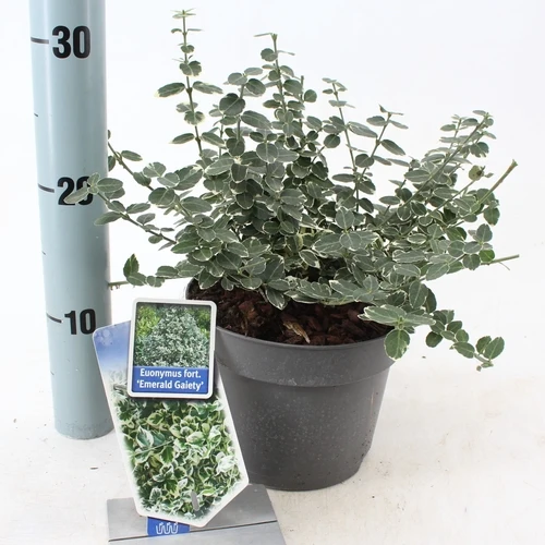 Kardinalshaube (Euonymus fortunei 'Emerald Gaiety')