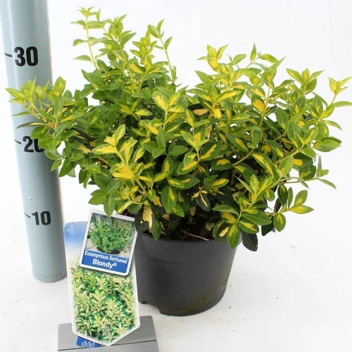 Kardinalshaube (Euonymus fortunei 'Blondy'®)