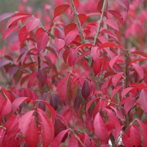 Kardinalskamm (Euonymus alatus 'Compactus')