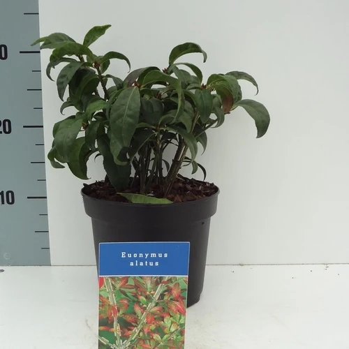 Kardinalskamm (Euonymus alatus 'Compactus')