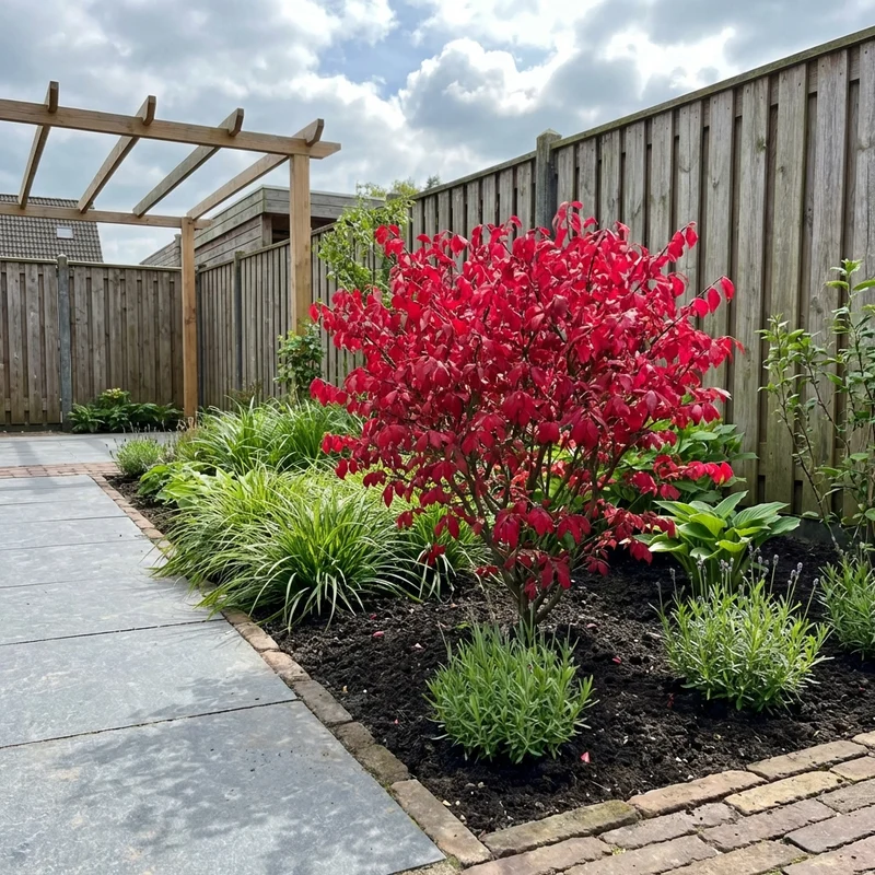 Kardinalskamm (Euonymus alatus 'Compactus')