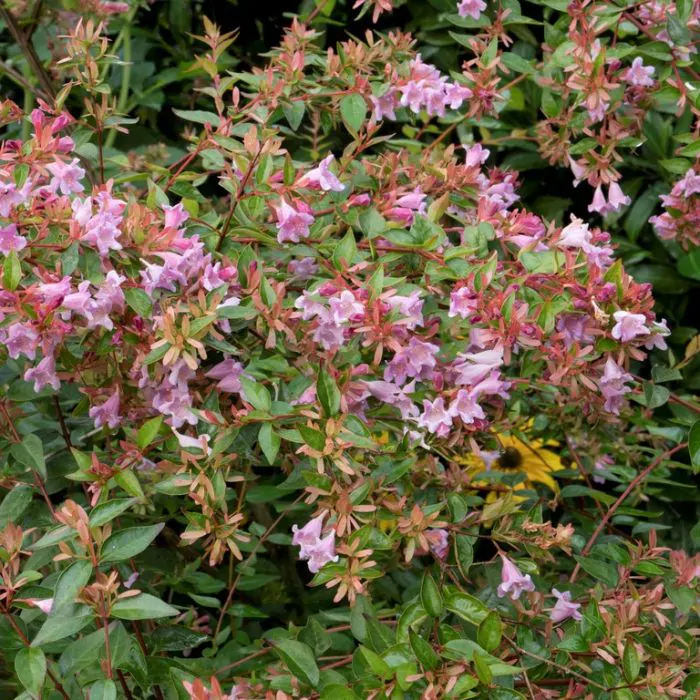 Abelia (Abelia „Edward Goucher“)