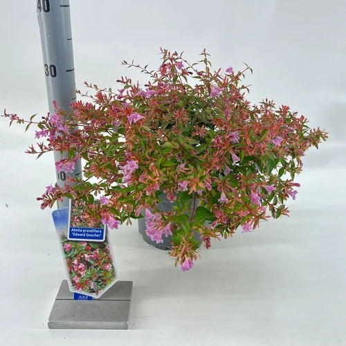 Abelia (Abelia „Edward Goucher“)