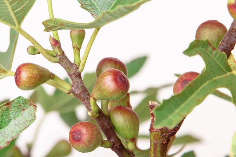 Zwergfeige (Ficus carica Little Miss Figgy)