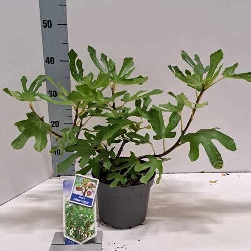 Zwergfeige (Ficus carica Little Miss Figgy)