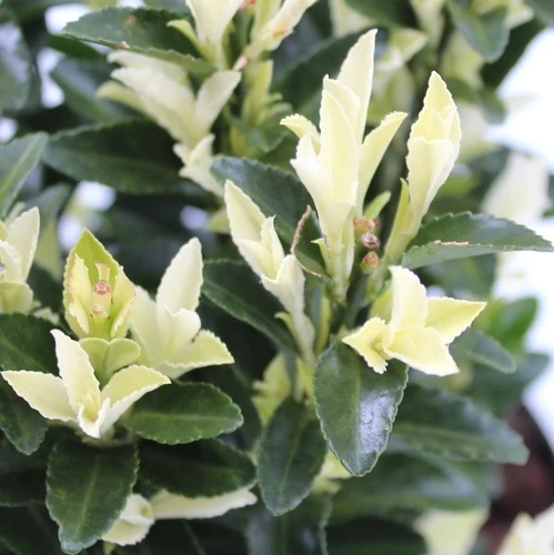 Kardinalshut (Euonymus japonicus Paloma Blanca)