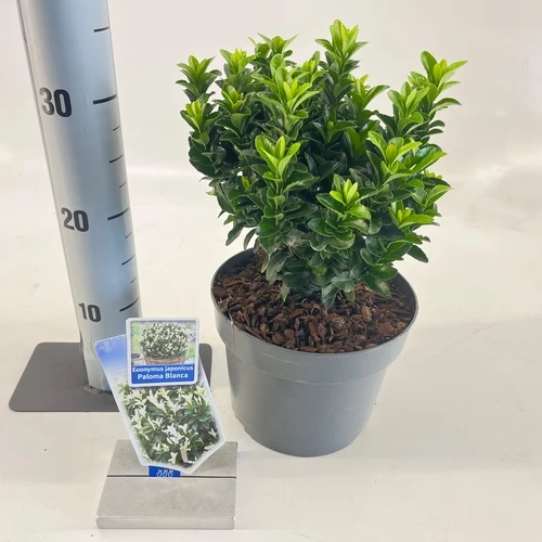 Kardinalshut (Euonymus japonicus Paloma Blanca)