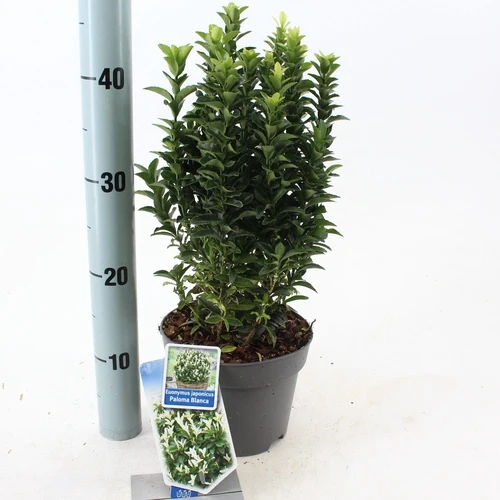 Kardinalshut (Euonymus japonicus Paloma Blanca)
