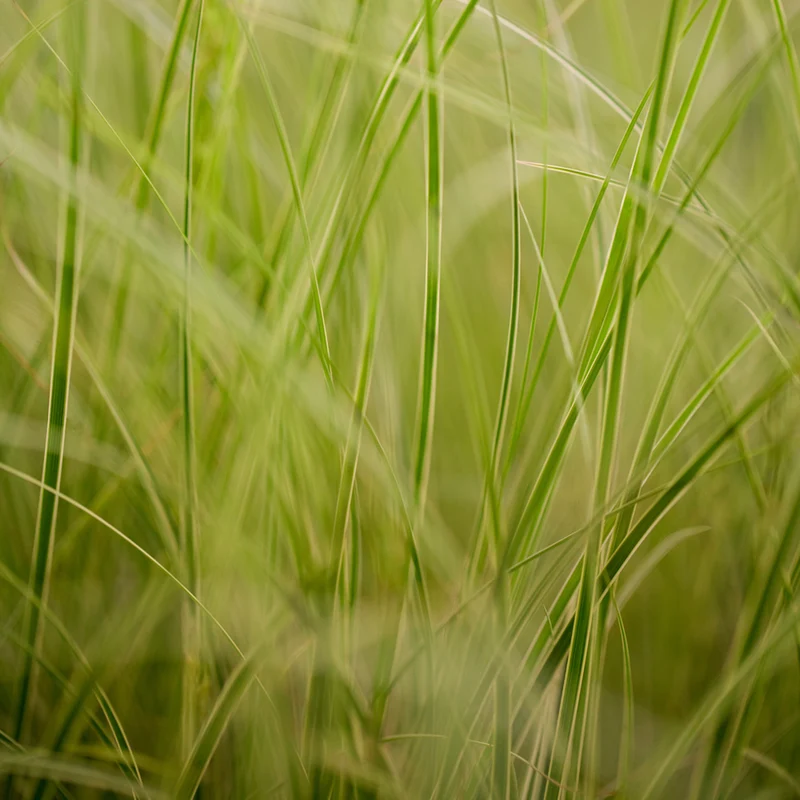 Buntblättrigen Garten-Segge 'Variegata'