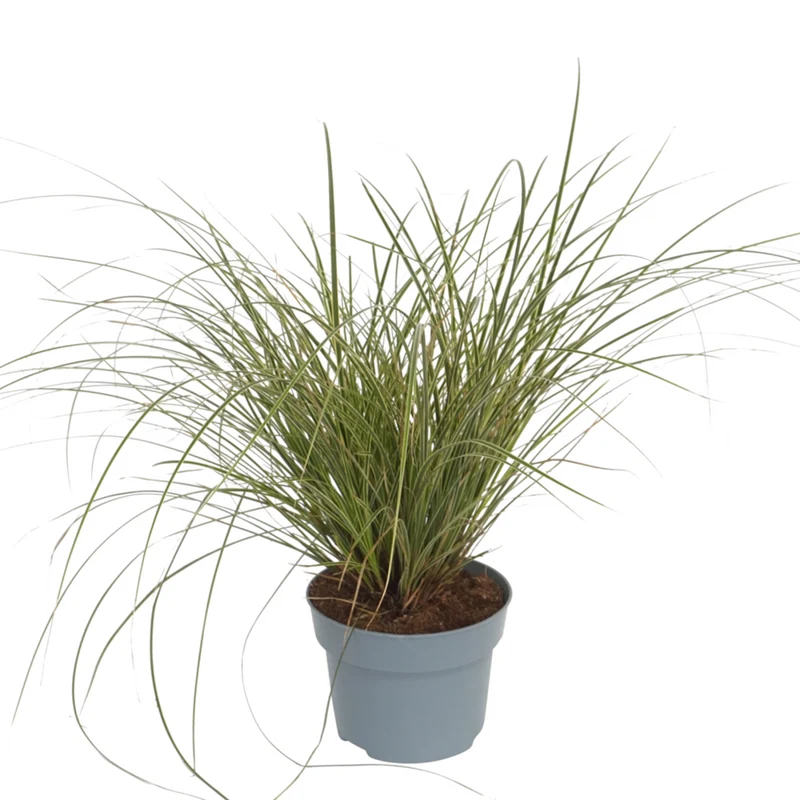 Buntblättrigen Garten-Segge 'Variegata'