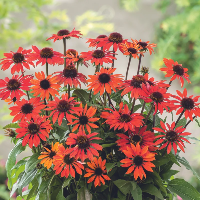 Sonnenhut 'Big Sky™ Sunset'