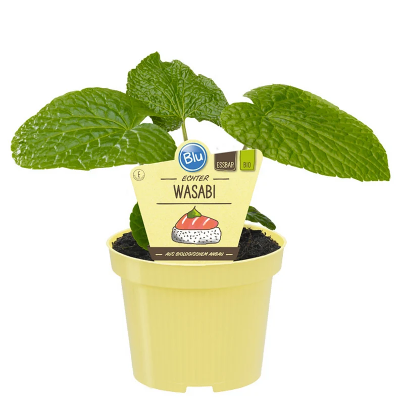 Bio echter Wasabi