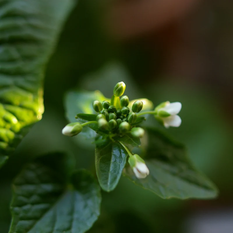 Bio echter Wasabi