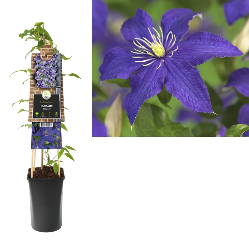 Kletterpflanze Clematis Rhapsody (Cowberry)