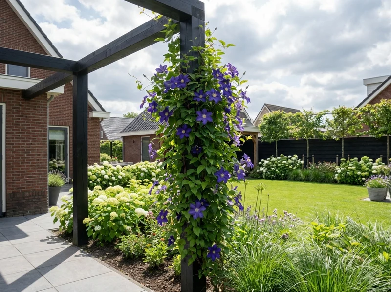 Kletterpflanze Clematis Rhapsody (Cowberry)