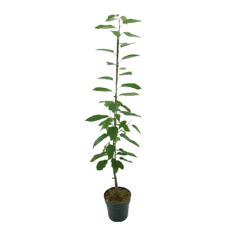 Bio-Säulenkirsche 'Sylvia'