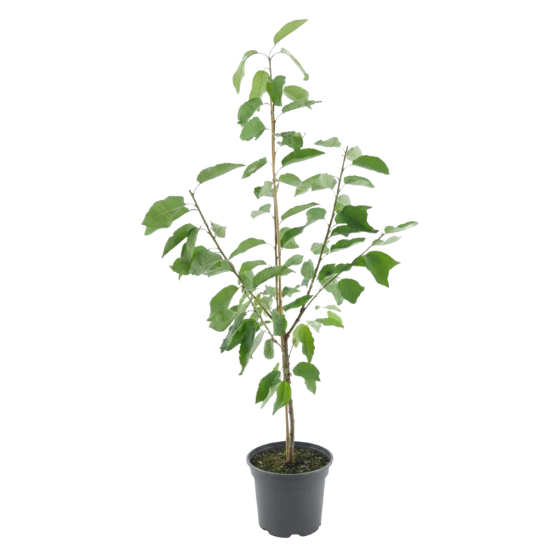 Bio-Kirschbaum 'Kordia'