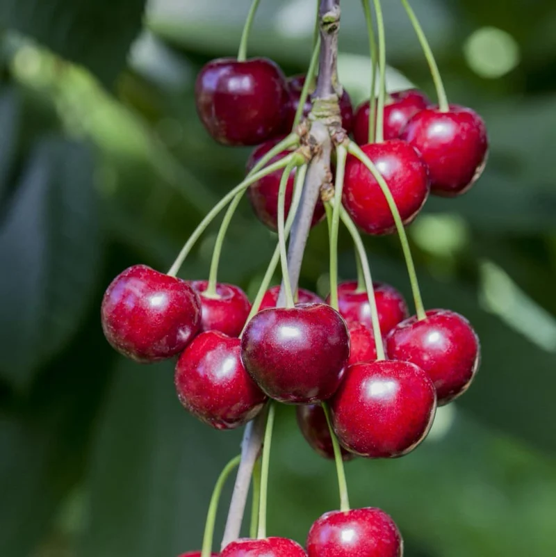 Bio-Kirschbaum 'Hedelfinger Riesenkirsche'
