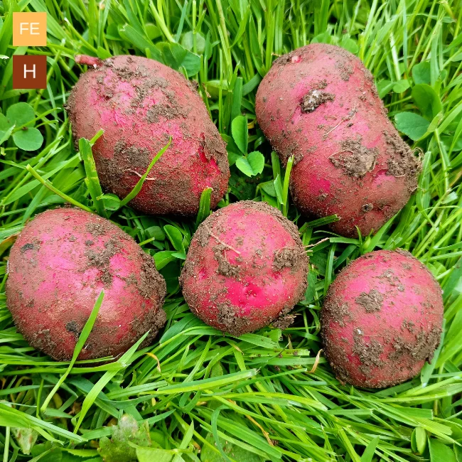 Seed Potatoes: Red Duke Of York - Autumn Planting For Christmas Harvest