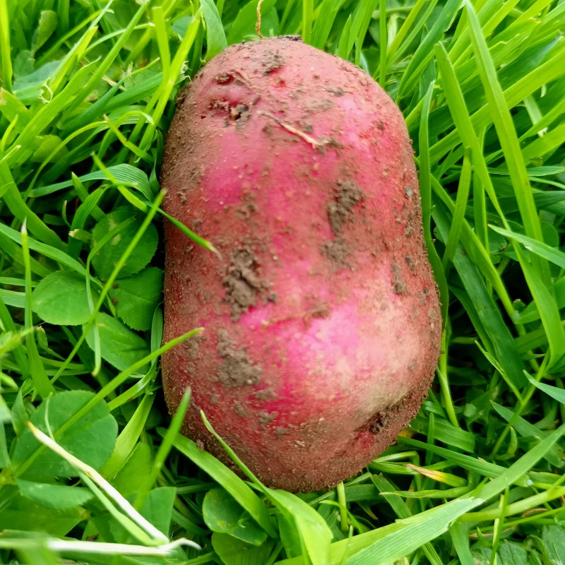 Seed Potatoes: Red Duke Of York - Autumn Planting For Christmas Harvest