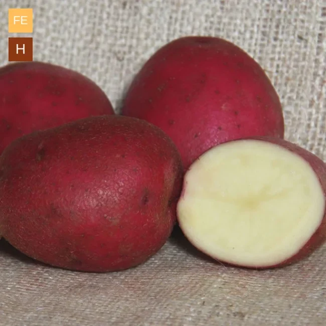 Seed Potatoes: Red Duke Of York - Autumn Planting For Christmas Harvest