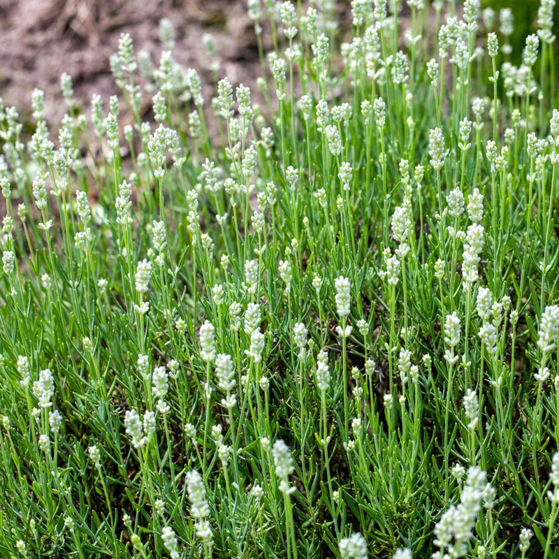 Lavendel