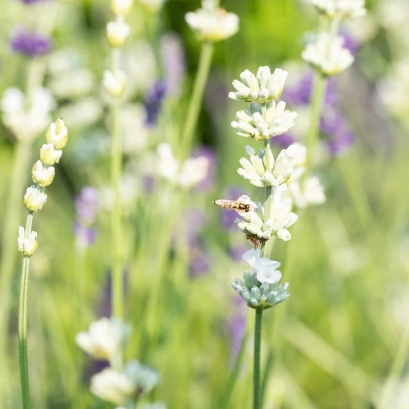 Lavendel
