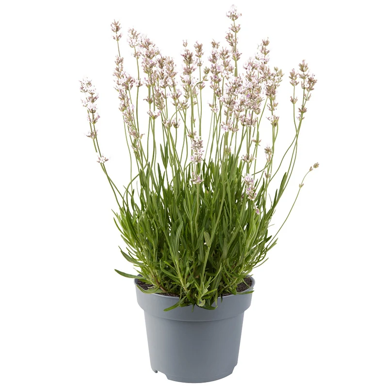 Lavendel