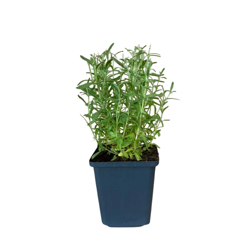 Lavendel