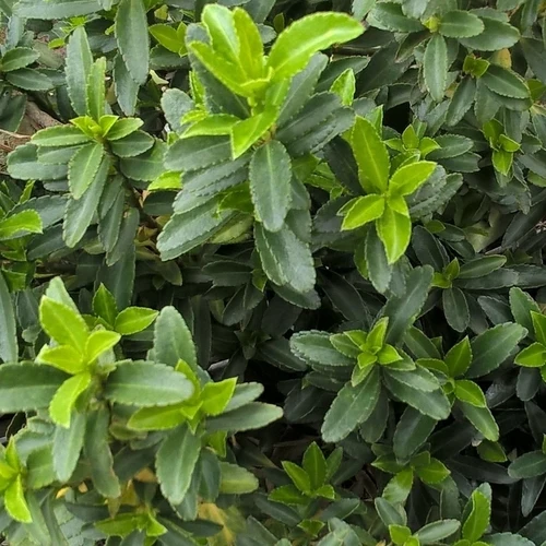 Kernbeißer (Euonymus japonicus 'Microphyllus')