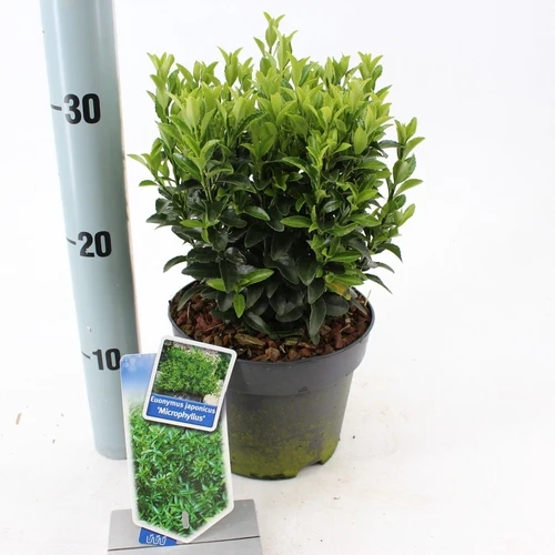 Kernbeißer (Euonymus japonicus 'Microphyllus')