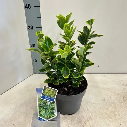Kardinalshaube (Euonymus japonicus 'Marieke')