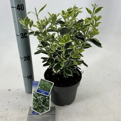 Kardinalshaube (Euonymus japonicus 'Kathy')