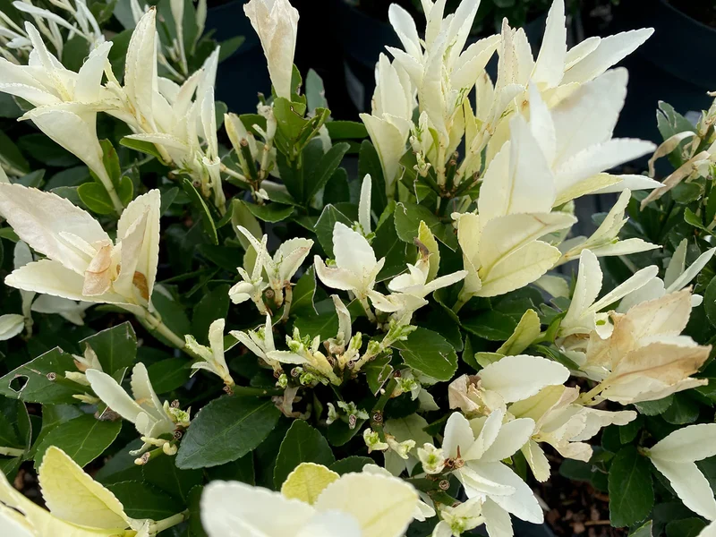 Kardinalshut (Euonymus japonicus Himalaya)