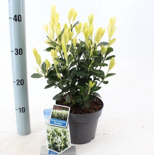 Kardinalshut (Euonymus japonicus Himalaya)