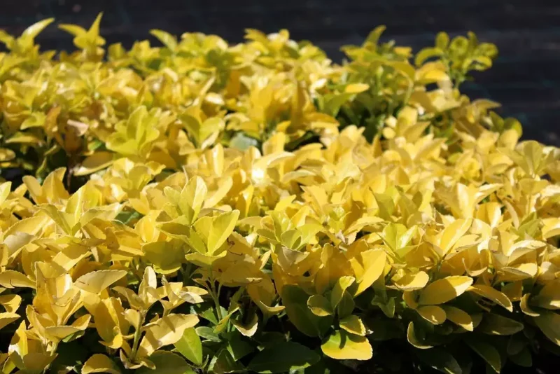 Kardinalshut (Euonymus japonicus El-Dorado)
