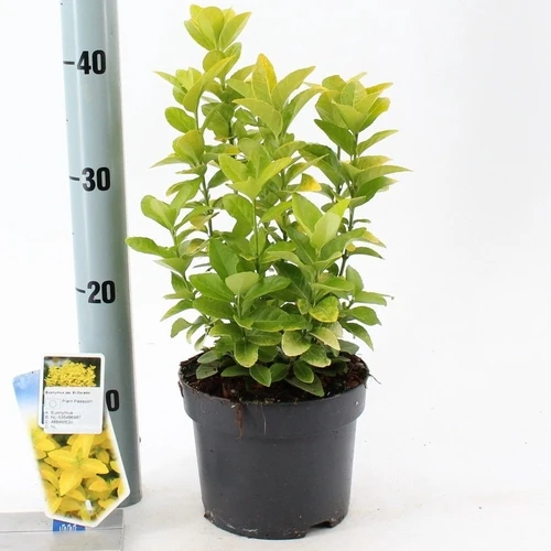 Kardinalshut (Euonymus japonicus El-Dorado)