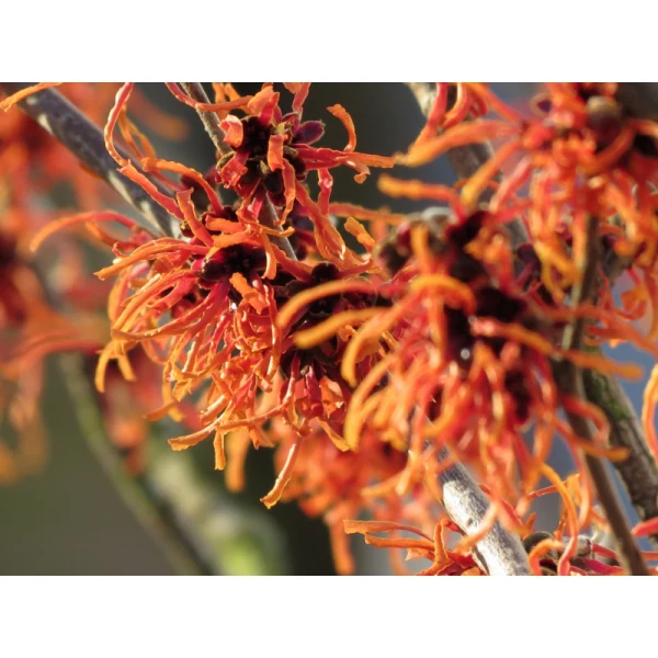 Zaubernuss (Hamamelis intermedia 'Feuerzauber')