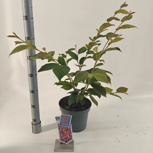 Zaubernuss (Hamamelis intermedia 'Feuerzauber')