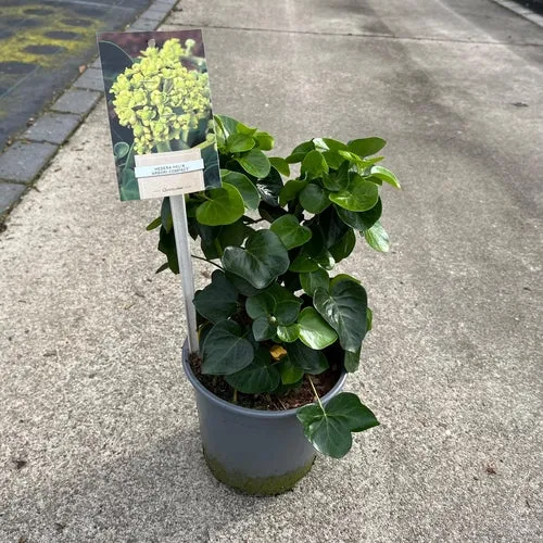 Efeu (Hedera helix 'Arbori Compact')