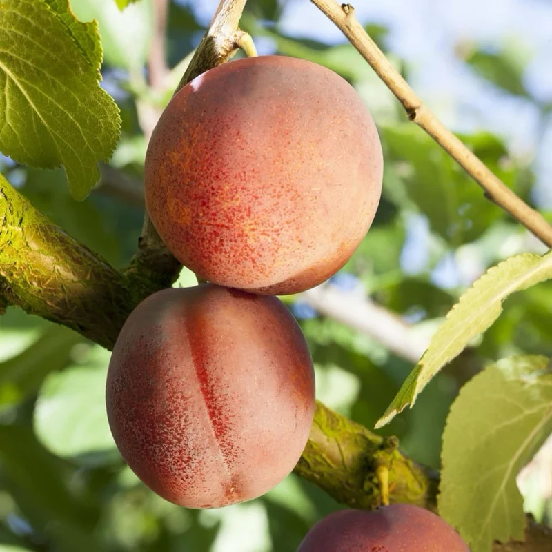 Bio-Aprikosenbaum 'Ungarische Beste'