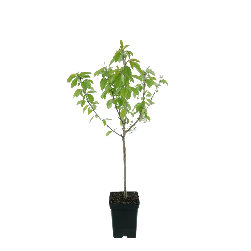 Bio-Aprikosenbaum 'Johannes'
