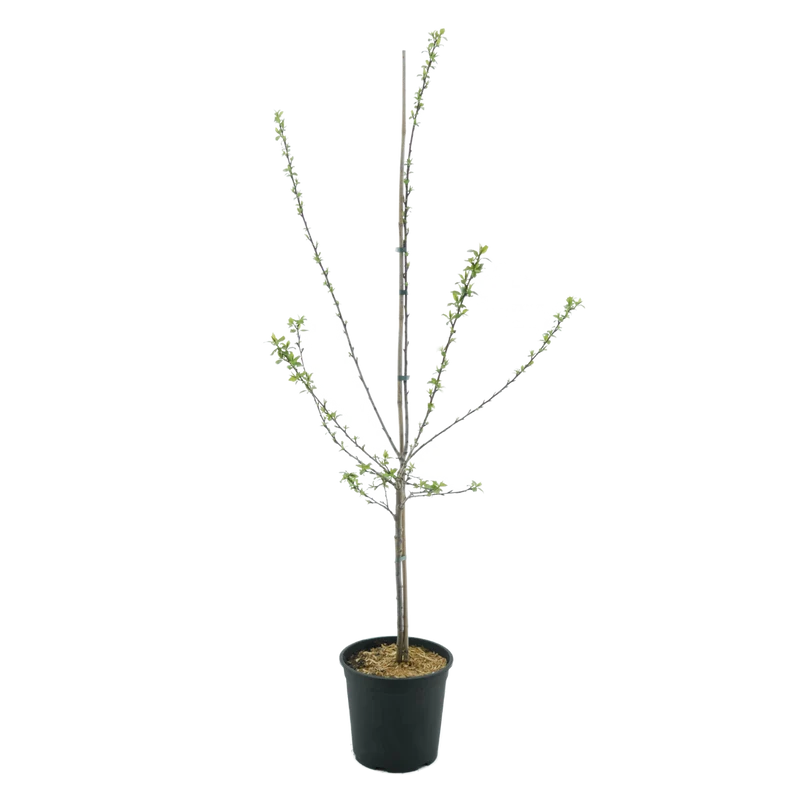 Bio-Aprikosenbaum 'Hargrand'