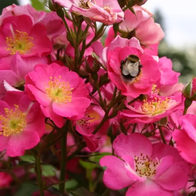 Zwergrose 'Lupo'® Pink
