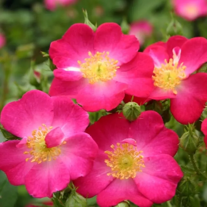 Zwergrose 'Lupo'® Pink
