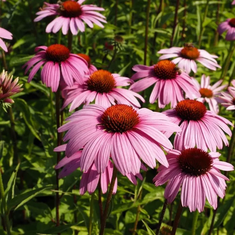 Sonnenhut 'Magnus' Rosa