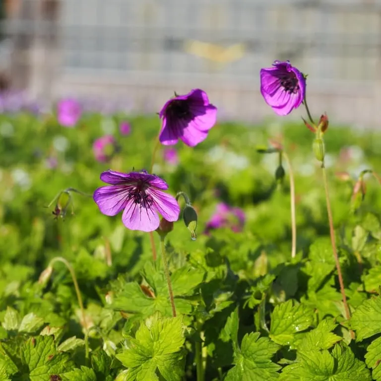 Storchschnabel 'Pink Penny'® Violett
