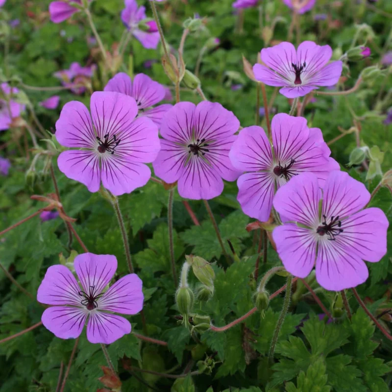 Storchschnabel 'Pink Penny'® Violett