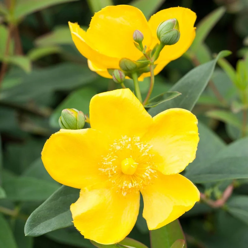Großblumiges Johanniskraut 'Hidcote'