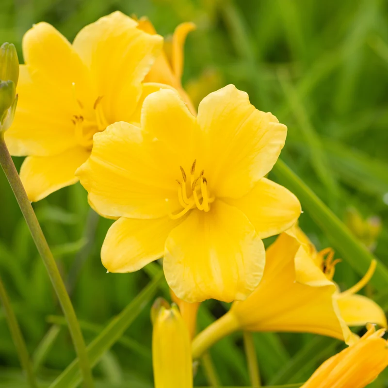 Kleinblütige Taglilie 'Stella de Oro'